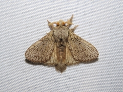 Euglyphis sordida