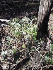 Eucalyptus agglomerata