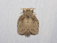 Euglyphis sordida