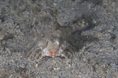 Dactylopus kuiteri