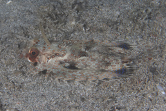 Dactyloptena orientalis