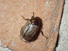 Anomala flavipennis