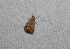 Achyra coelatalis
