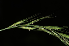 Elymus tsukushiensis