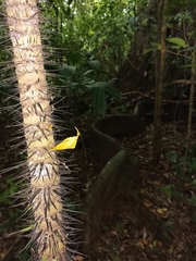 Astrocaryum mexicanum