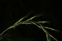 Elymus tsukushiensis