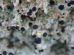 Stereocaulon colensoi