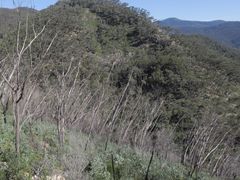 Eucalyptus stenostoma