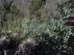 Eucalyptus stenostoma