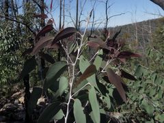 Eucalyptus stenostoma