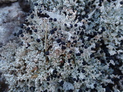 Stereocaulon colensoi