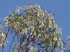 Eucalyptus stenostoma