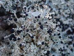 Stereocaulon colensoi