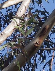 Eucalyptus stenostoma