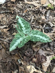 Trillium underwoodii
