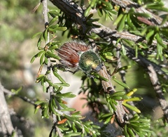 Paracotalpa