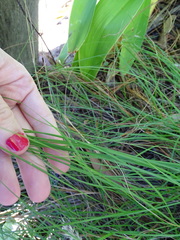 Poa astonii