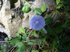 Convolvulus sabatius