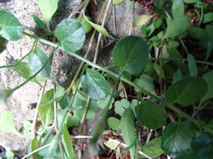 Convolvulus sabatius