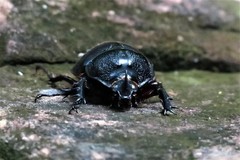 Haploscapanes barbarossa