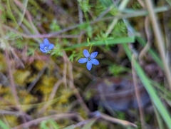 Gilia clivorum