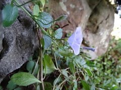 Convolvulus sabatius