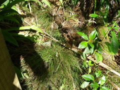 Poa astonii