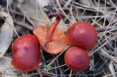 Cortinarius kula