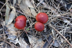 Cortinarius kula