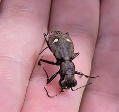 Cicindelina
