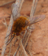 Bombylius coquilletti