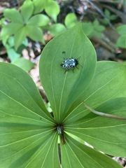 Calligrapha multipunctata