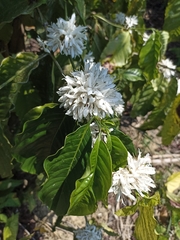 Coffea canephora