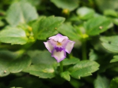 Torenia crustacea