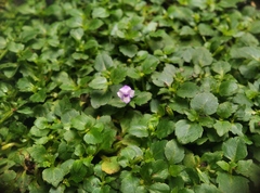 Torenia crustacea
