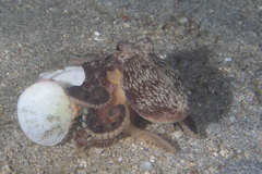 Amphioctopus marginatus