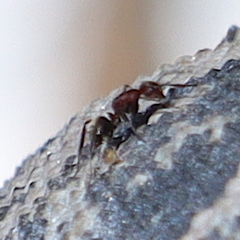 Camponotus planatus
