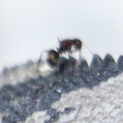Camponotus planatus