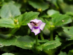 Torenia crustacea