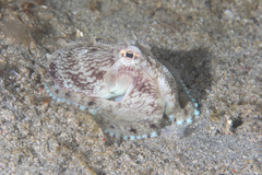 Amphioctopus marginatus