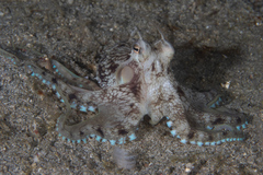 Amphioctopus marginatus
