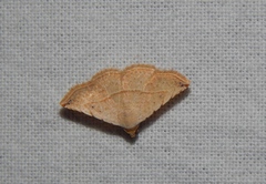 Eublemma gayneri
