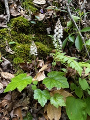 Tiarella austrina