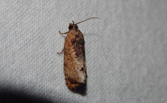 Cryptophlebia peltastica