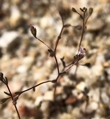 Nemacladus secundiflorus robbinsii