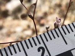 Nemacladus secundiflorus robbinsii