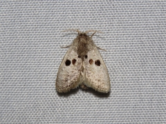 Spinulata