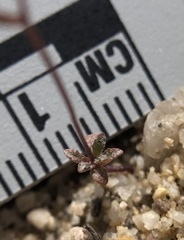 Nemacladus secundiflorus robbinsii