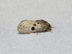 Spinulata