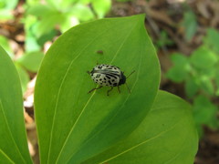 Calligrapha multipunctata